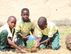 YLN Champions Climate Action With 400-Tree Planting In Gwallameji